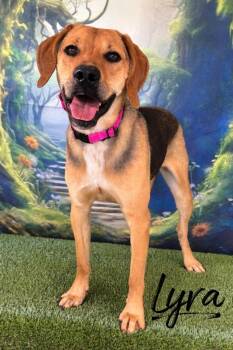 Hound Dogs Available for Adoption in Rutherfordton, North Carolina - Lyra | PetCurious