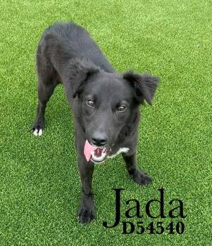 Mixed Breed Dogs Available for Adoption in Clarksville, Tennessee - Jada | PetCurious