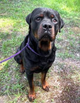 Rubble -  Rottweiler Dog for Adoption in Monroe, Georgia - Rubble | PetCurious