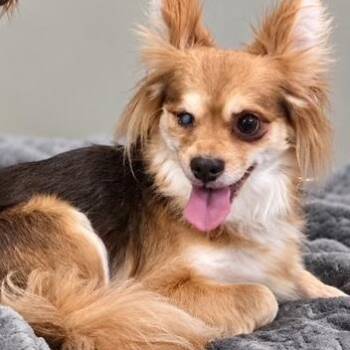 Lark -  Chihuahua Dog for Adoption in Port Angeles, Washington - Lark | PetCurious