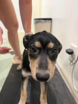Perdita -  Mixed Breed Dog for Adoption in Danielsville, Georgia - Perdita | PetCurious