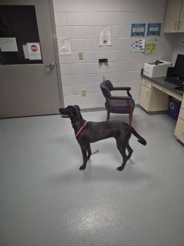 MAGNOLIA -  Labrador Retriever Dog for Adoption in St. Cloud, Florida - MAGNOLIA | PetCurious