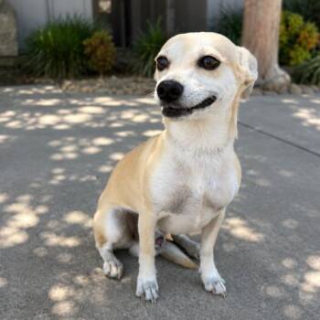 Winston -  Chihuahua Dog for Adoption in Lathrop, California - Winston | PetCurious