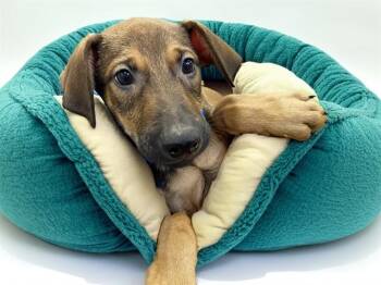 Doberman Pinscher and Mixed Breed Dogs Available for Adoption - CHANDLER | PetCurious