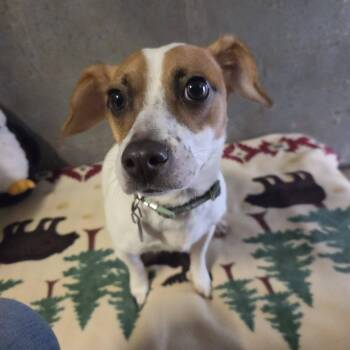 Precious -  Jack Russell Terrier and Chihuahua Dog for Adoption in Andover, Massachusetts - Precious | PetCurious