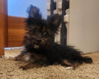 Yorkshire Terrier Dogs Available for Adoption - Go Go Gadget Boy | PetCurious