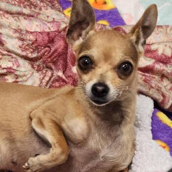 Kiwi -  Chihuahua Dog for Adoption in Hawthorne, California - Kiwi | PetCurious
