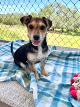 Wirehaired Terrier Dogs Available for Adoption in Canyon Lake, Texas - Acorn | PetCurious
