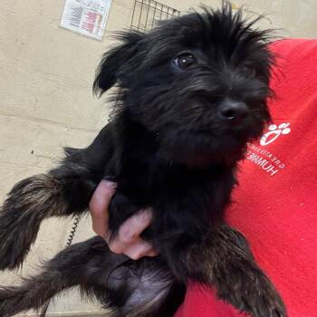 Terrier Dogs Available for Adoption in Helena, Alabama - Pepper | PetCurious