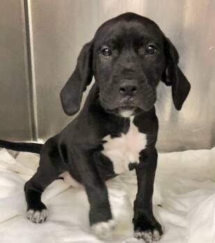 Scooby -  Labrador Retriever Dog for Adoption in Parma, Ohio - Scooby | PetCurious