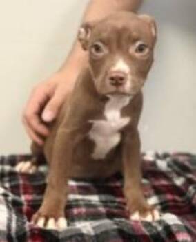 Mixed Breed Dogs Available for Adoption - Narcy | PetCurious