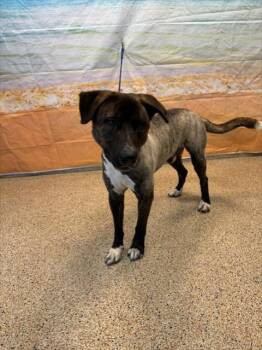 SANTIAGO -  German Shepherd Dog and Mixed Breed Dog for Adoption in Doral, Florida - SANTIAGO | PetCurious