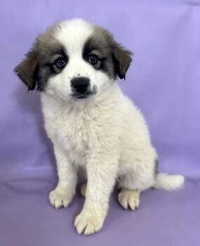 Rescue Great Pyrenees and Mixed Breed Dogs for Adoption in Morton Grove, Illinois - Shock | PetCurious