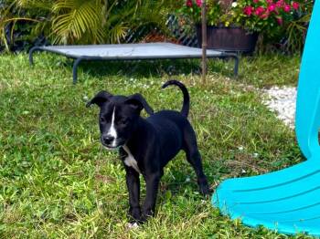 Hazelnut -  Hound and Mixed Breed Dog for Adoption in Sebastian, Florida - Hazelnut | PetCurious