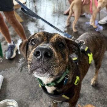 Winston -  Plott Hound Dog for Adoption in Avondale, Pennsylvania - Winston | PetCurious