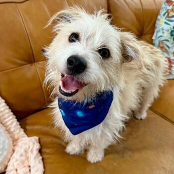 Post Malone Better Now -  Border Terrier and Norfolk Terrier Dog for Adoption in Friendswood, Texas - Post Malone Better Now | PetCurious