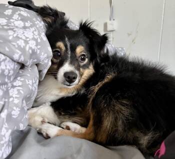 Australian Shepherd Dogs Available for Adoption in Northwood, Ohio - MINI AUSSIE. 15 POUNDS | PetCurious