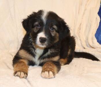Louie -  Mixed Breed Dog for Adoption in Mesa, Arizona - Louie | PetCurious