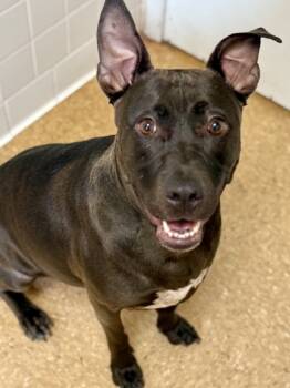Rescue Labrador Retriever and Pit Bull Terrier Dogs for Adoption in San Antonio, Texas - Charlize | PetCurious