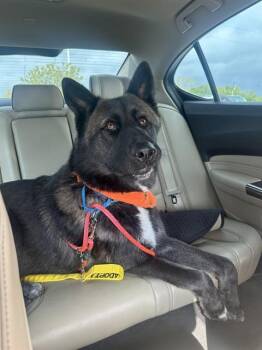 Mixed Breed Dogs Available for Adoption in Dallas, Texas - CHAMP | PetCurious