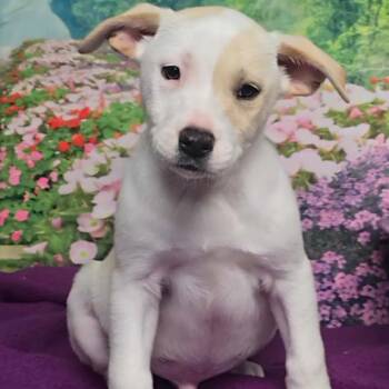 Husky Dogs Available for Adoption - Xaden | PetCurious