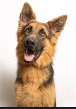 Buddy -  German Shepherd Dog Dog for Adoption in Dallas, Texas - Buddy | PetCurious