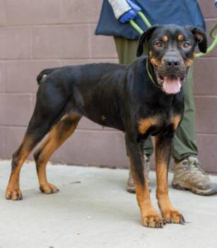Roxylynn -  Mixed Breed Dog Available for Adoption in Chamblee, Georgia - Roxylynn | PetCurious