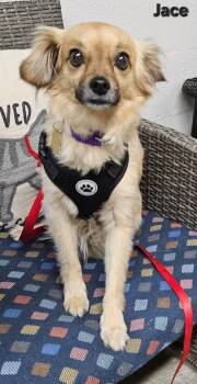 Tibetan Spaniel and Terrier Dogs Available for Adoption in Ellijay, Georgia - Jace | PetCurious