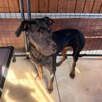 Henny -  Labrador Retriever and Mixed Breed Dog for Adoption - Henny | PetCurious