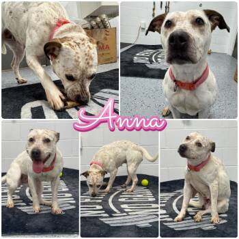 Rescue American Staffordshire Terrier and Australian Cattle Dog Blue Heeler Dogs for Adoption in Pierceton, Indiana - Anna | PetCurious