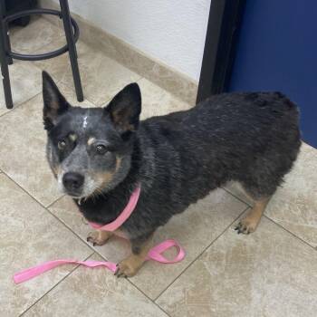 Australian Cattle Dog Blue Heeler Dogs Available for Adoption in Galveston, Texas - Lilly | PetCurious