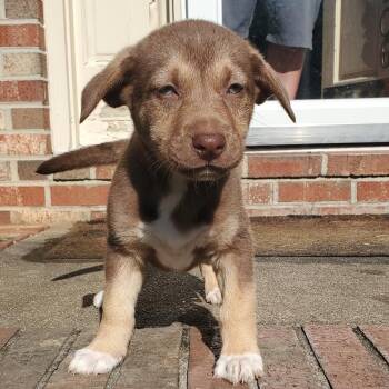 Mixed Breed Dogs Available for Adoption in Fredericksburg, Virginia - Armister | PetCurious