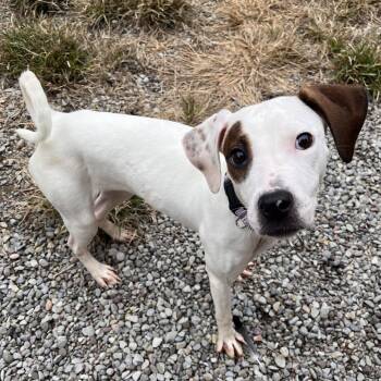 Monkey -  Mixed Breed Dog for Adoption in Fairport, New York - Monkey | PetCurious