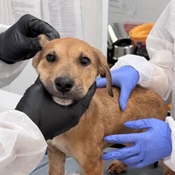 Mountain Cur and Mixed Breed Dogs Available for Adoption in New York, New York - Fumble | PetCurious