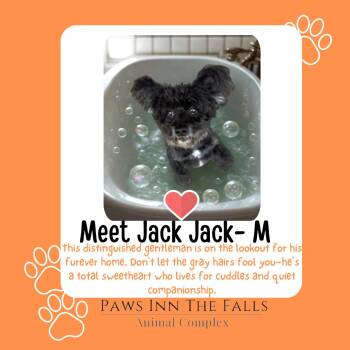 Rescue Poodle and Mixed Breed Dogs for Adoption in Niagara Falls, New York - Jack Jack | PetCurious