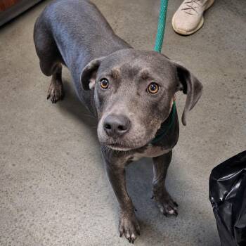 Cappuccino -  Pit Bull Terrier Dog for Adoption in Gautier, Mississippi - Cappuccino | PetCurious