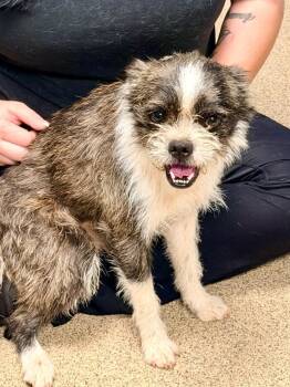 Wirehaired Terrier and American Staffordshire Terrier Dogs Available for Adoption in Cape Coral, Florida - Giacomo | PetCurious