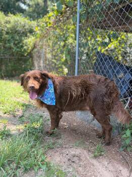 Jade -  Chocolate Labrador Retriever and Border Collie Dog for Adoption in Winnsboro, South Carolina - Jade | PetCurious