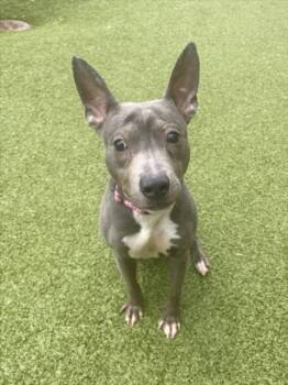 LADY LU -  Pit Bull Terrier Dog for Adoption in Derwood, Maryland - LADY LU | PetCurious