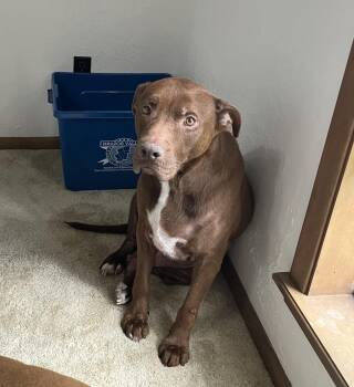 Milo -  Chocolate Labrador Retriever and American Staffordshire Terrier Dog for Adoption in Mooresville, North Carolina - Milo | PetCurious