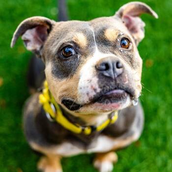 Rescue Mixed Breed Dogs for Adoption in Naperville, Illinois - Bogie | PetCurious