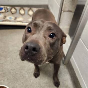 TRULY -  Pit Bull Terrier and Mixed Breed Dog for Adoption - TRULY | PetCurious