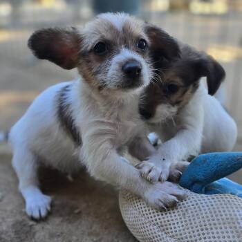 Radar -  Yorkshire Terrier and Rat Terrier Dog for Adoption in Athens, Alabama - Radar | PetCurious