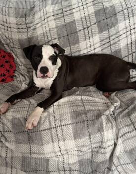Reo -  American Bulldog and Pit Bull Terrier Dog for Adoption in Lisbon, Ohio - Reo | PetCurious