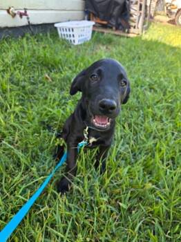 Milo -  Black Labrador Retriever Dog for Adoption in Salem, New Hampshire - Milo | PetCurious