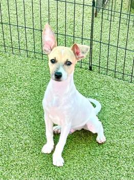 Rescue Mixed Breed Dogs for Adoption in Cape Coral, Florida - Zorp | PetCurious