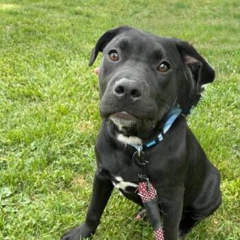 Oak -  Mixed Breed Dog for Adoption in Shorewood, Illinois - Oak | PetCurious