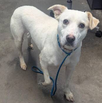 Cattle Dog Dogs Available for Adoption in Evansville, Indiana - Blanca | PetCurious