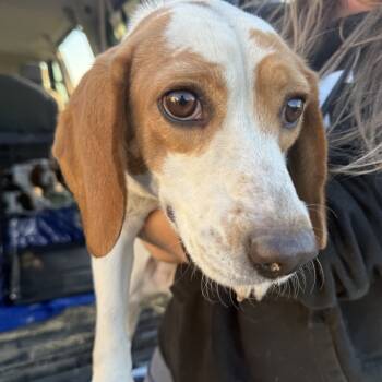 Rescue Beagle Dogs for Adoption in Nowata, Oklahoma - Tilda | PetCurious