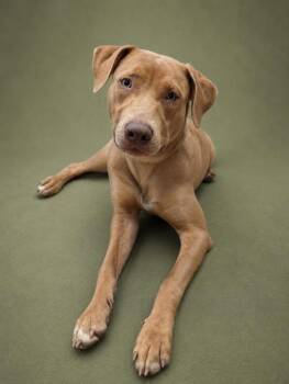 Bump -  Labrador Retriever Dog for Adoption in Austin, Texas - Bump | PetCurious